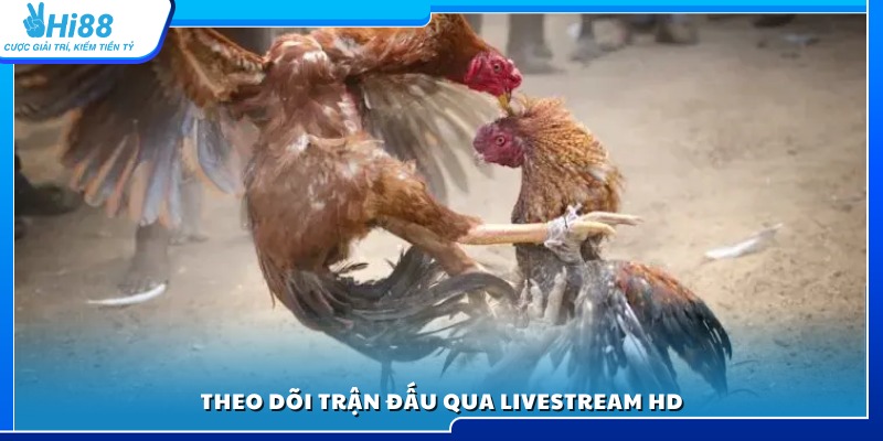 Xem trực tiếp các trận đá gà dao sắc nét HD